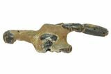 Fossil Mud Lobster (Thalassina) - Australia #95775-3